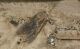 DSC_6701-compressed.jpg