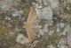 DSC_6705-compressed.jpg