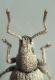 Apseudom head.JPG