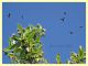 Adela sp. su Crataegus sp. - Solfatara di Pomezia - 28.4.2022 - (3).JPG