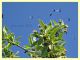 Adela sp. su Crataegus sp. - Solfatara di Pomezia - 28.4.2022 - (4).JPG