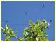 Adela sp. su Crataegus sp. - Solfatara di Pomezia - 28.4.2022 - (7).JPG