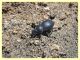 Tentyria grossa - Solfatara di Pomezia - 28.4.2022 - (4).JPG