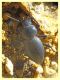 Tentyria grossa - Solfatara di Pomezia - 28.4.2022 - (2).JPG