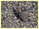 Calomera littoralis nemoralis - Solfatara di Pomezia - 28.4.2022 - (1).JPG