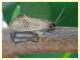 Tineidae - Solfatara di Pomezia - 28.4.2022 - (1).JPG