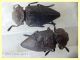 Capnodis tenebricosa 15 mm. - Solfatara di Pomezia - 28.4.2022 - (1).JPG