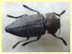 Capnodis tenebricosa 15 mm. - Solfatara di Pomezia - 28.4.2022 - (2).JPG