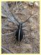 Dorcadion arenarium - Solfatara di Pomezia - 3.5.2022 - (2).JPG