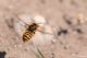 Megachile26.jpg