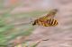 Megachile28.jpg
