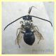 Eucera sp. 15 mm. - Solfatara di Pomezia - 28.4.2022 - (1).JPG