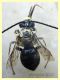 Eucera sp. 15 mm. - Solfatara di Pomezia - 28.4.2022 - (6).JPG