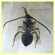 Eucera sp. 15 mm. - Solfatara di Pomezia - 28.4.2022 - (5).JPG