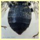 Eucera sp. 15 mm. - Solfatara di Pomezia - 28.4.2022 - (4).JPG