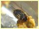 Hydroglyphus geminus - Solfatara di Pomezia - 28.4.2022 - (2).JPG