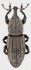 Neoplinthus-V-Aosta.jpg