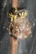 Anthidiellum strigatum spp1.JPG