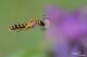 halictus sp scabiosa39.jpg
