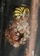 Anthidiellum strigatum spp2.JPG