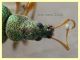 Phyllobius longipilis 5 mm. - Solfatara di Pomezia - 3.5.2022 - (2).JPG