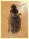 Olisthopus sp. - 5 mm. - Solfatara di Pomezia - 3.5.2022 - (1).JPG