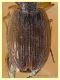 Olisthopus sp. - 5 mm. - Solfatara di Pomezia - 3.5.2022 - (2).JPG