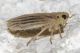 Ommatissus binotatus2.jpg