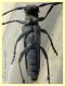 Opsilia coerulescens - 11,5 mm. - Solfatara di Pomezia - 3.5.2022 - (5).JPG