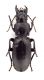 Comb3733cr-10L6.jpg