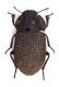 Comb3714cr-34zL6.jpg