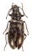 Comb3699cr-38zL6.jpg