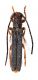 Comb3752fcr-23L6.jpg