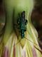 oedemera leggera.jpg