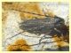 Agapanthia suturalis-cardui - Solfatara di Pomezia - 28.4.2022 - (10).JPG