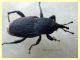 Sphenophorus sp. - 10 mm. senza rostro - Solfatara di Pomezia - 28.4.2022 - (1).JPG