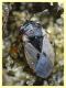 Geocoris pallidipennis - Nettuno 31.5.2022 - (1).JPG