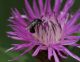 IMG_2064_Small_bee_sm.JPG