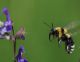 IMG_2023_Bee_y_sm.JPG