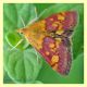 Pyrausta purpuralis - Modica 31.5.2008 -.JPG