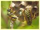 Polistes sp. - Anzio - 31.5.2022 - (4).JPG