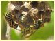 Polistes sp. - Anzio - 31.5.2022 - (5).JPG