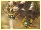 Polistes sp. - Anzio - 31.5.2022 - (7).JPG