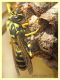 Polistes sp. - Anzio - 31.5.2022 - (1).JPG
