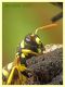 Polistes sp. - Anzio - 31.5.2022 - (10).JPG
