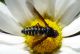 insect559.JPG