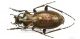 Carabus_obsoletusIMG_0301_C00095.JPG