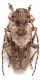 Pogonocherus neuhausi_Gargano 011.jpg