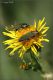 Anthaxia-sp-20220616-002-JMWf.jpg