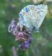 Aranaeidae. Collepardo - 19.06.2022.JPG